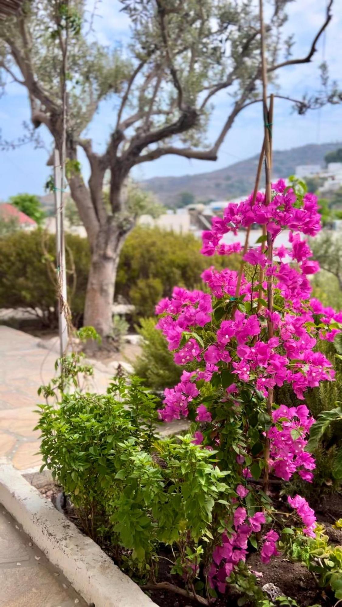Mistral-Patmos Aparthotel Skala  Ngoại thất bức ảnh